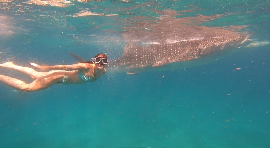       Person swimming underwater with a whale shark.
  