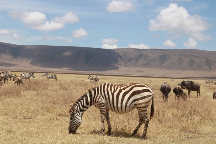      Zebras and wildebeest grazing in a savanna landscape.
  