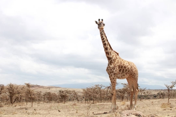       A giraffe standing in a open plain with cloudy skies.
  
