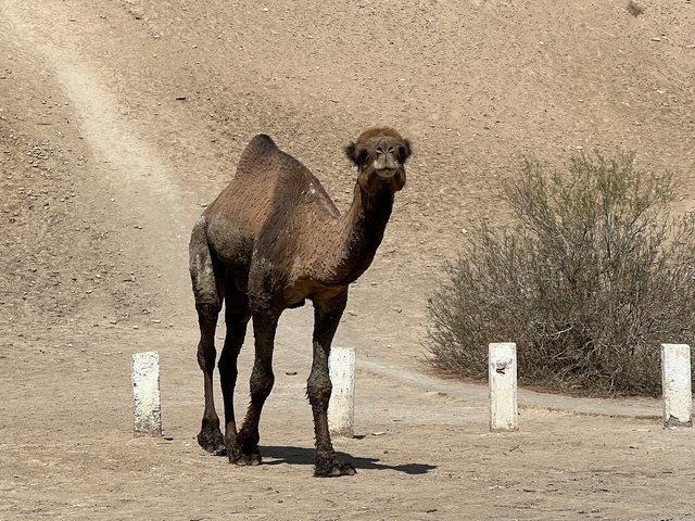 Camel standing in a sparse desert landscape.