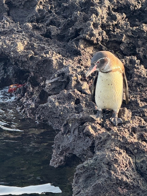       Penguin standing on a rocky shore looking at water.
  