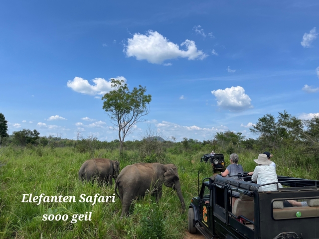       People on a safari observing elephants in the wild.
  