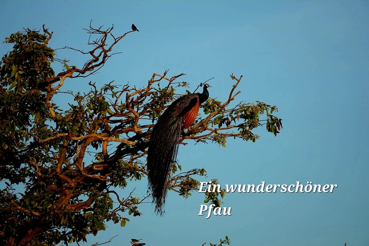       Peacock perched on a tree against a clear sky.
  