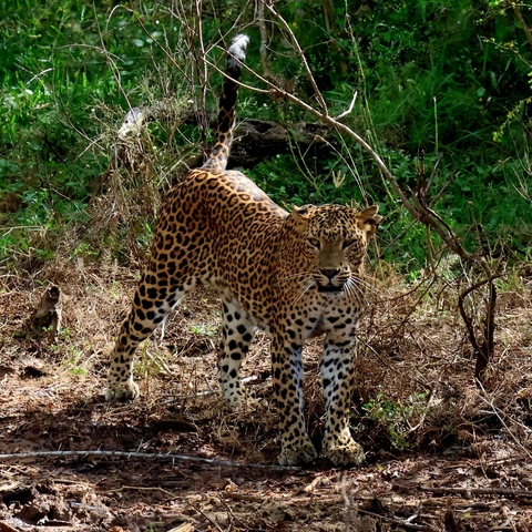      Leopard standing alert on a background of green foliage.
  