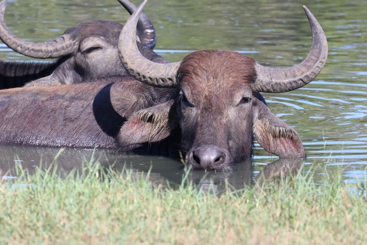       Buffaloes in water with birds near them.
  