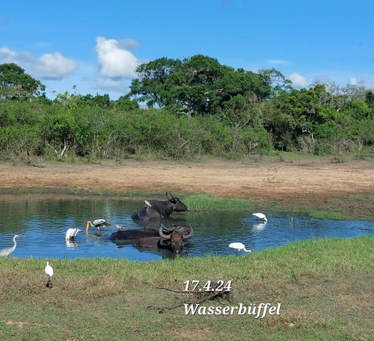       Buffaloes in a small pond surrounded by birds.
  