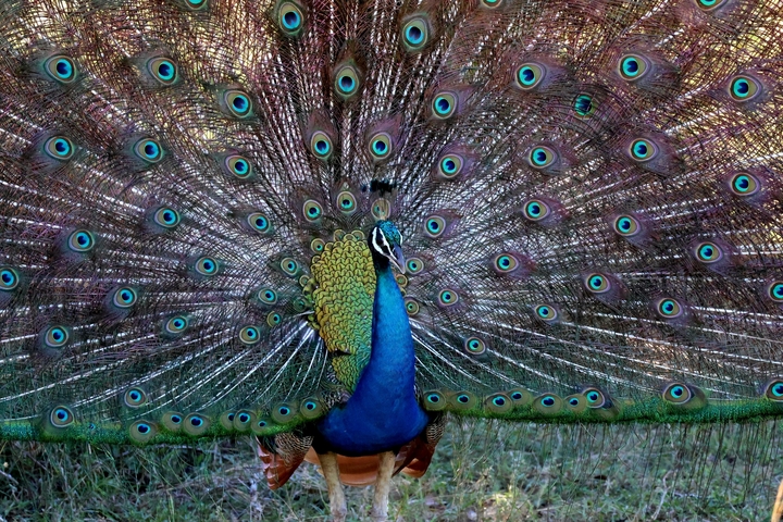       Peacock displaying its colorful feathers.
  