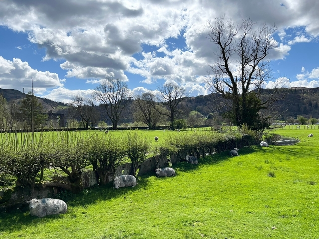      A green field with sheep grazing under a blue sky.
  