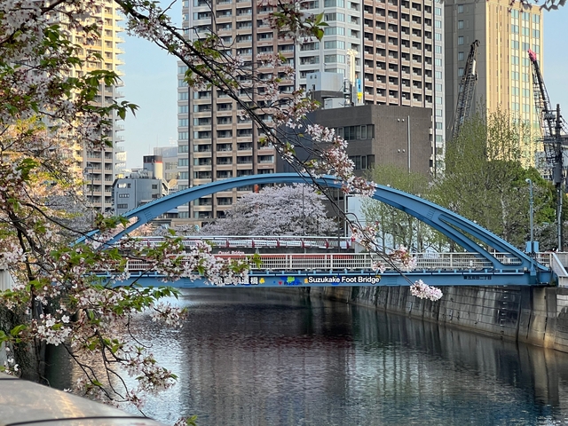       Suzukake Foot Bridge during cherry blossom season.
  