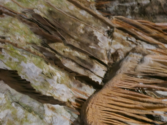 Close-up of a textured rocky surface with visible vegetation.