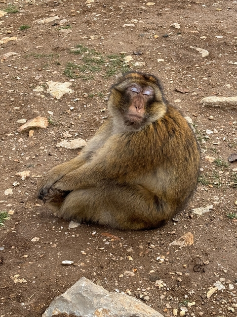       A lone monkey sitting on a dirt surface looking at the camera.
  