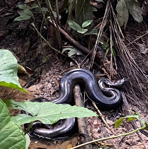 A snake coiled on the forest floor surrounded by leaves.
