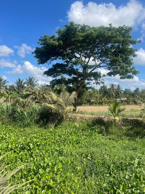 Landscape with palm trees and open field.