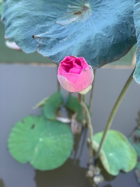       Close-up of a pink lotus flower in bloom.
  