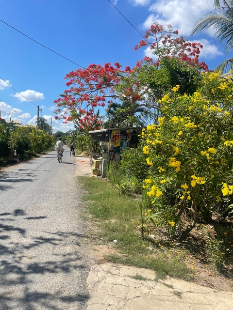 Man cycling on a rural road lined with flowering plants.