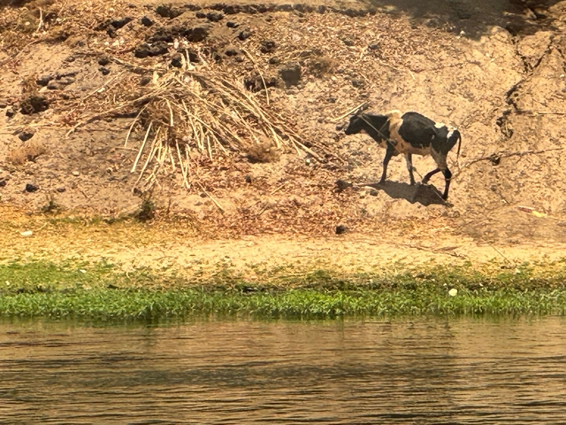A lone cow on a sandy riverbank.