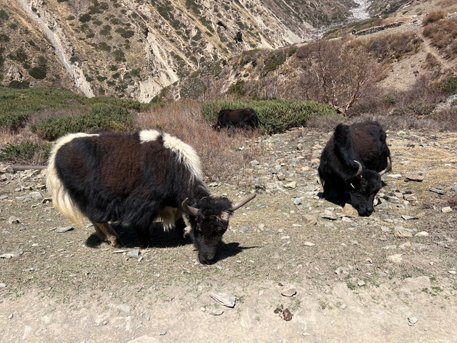 Group of yaks grazing in a mountainous region.