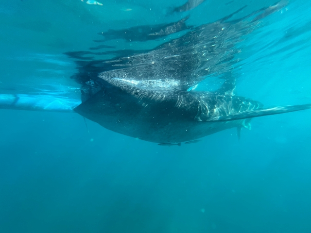       Underwater shot of a large marine creature with a blue background.
  