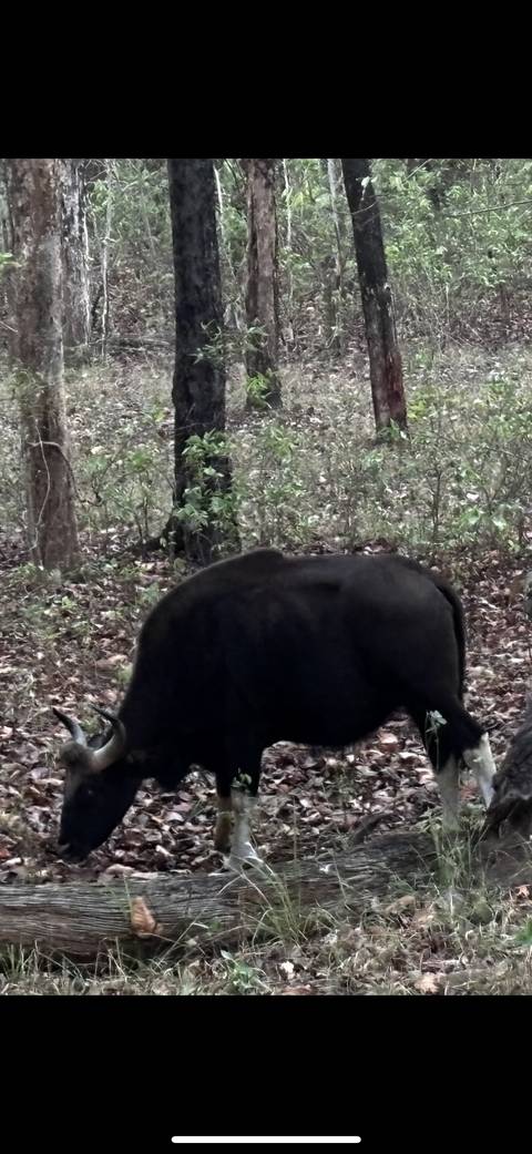       A large animal in a forest setting.
  