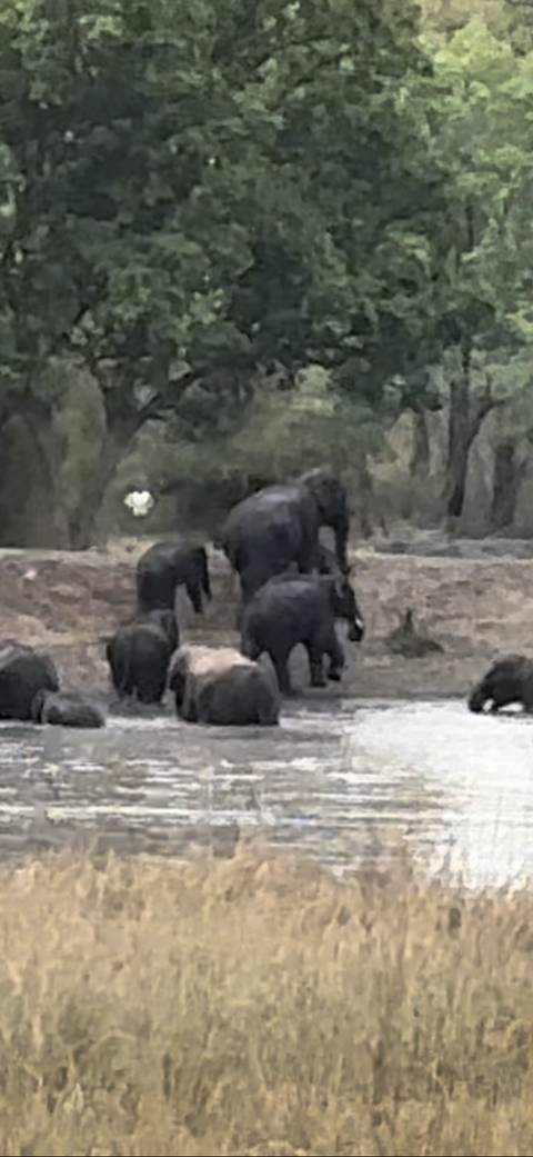       Several elephants walking in a group near water.
  