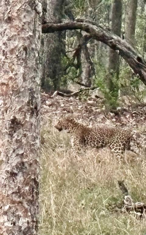       A leopard seen camouflaged in the forest.
  