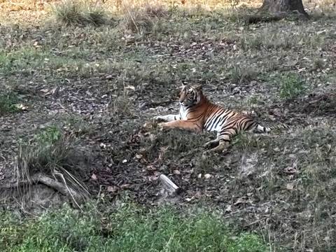       A tiger resting in a grassy field.
  