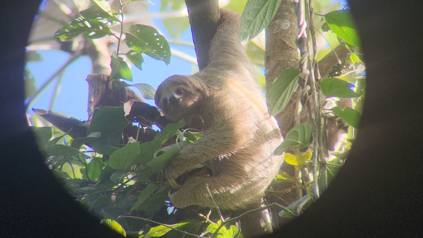       Close-up of a sloth hanging from a tree branch.
  
