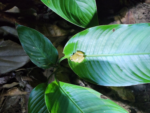       Small frog sitting on a large green leaf at night.
  