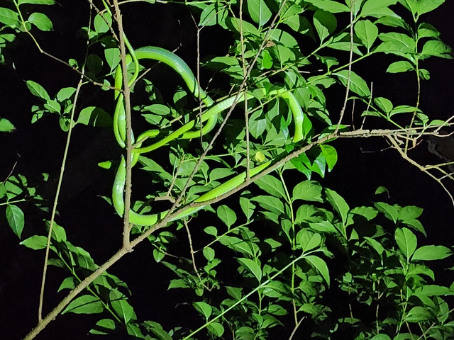       Green snake coiled on tree branches at night.
  