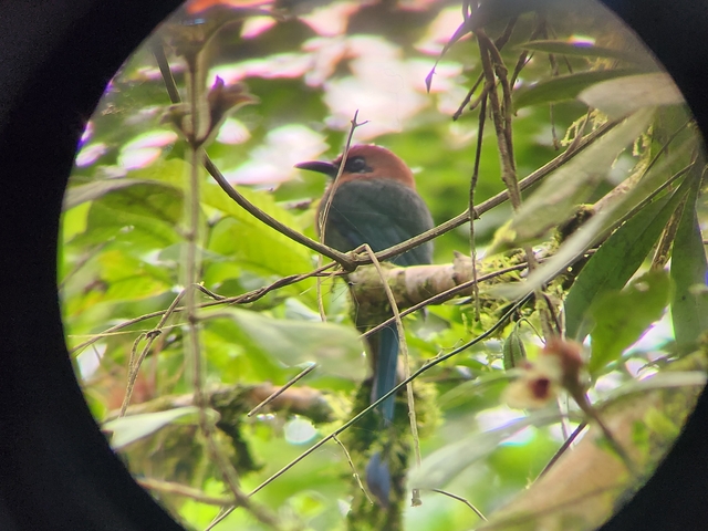       Colorful bird perched on a tree branch with leaves surrounding it.
  