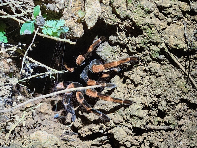       Large tarantula on a dirt surface near plants.
  