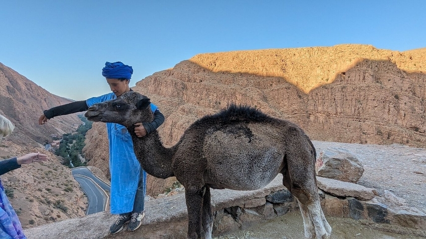 Boy with a camel in Todra Gorge