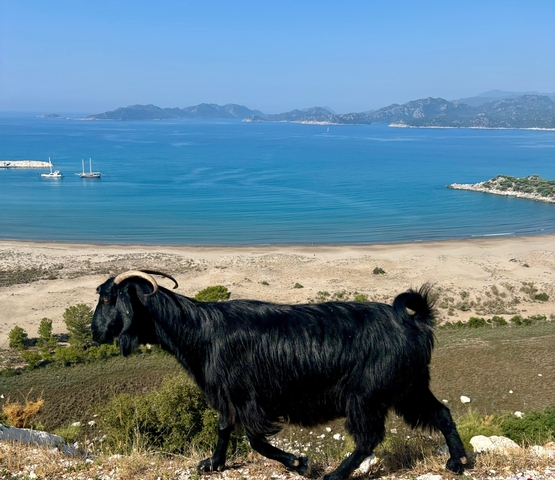       Coastal view with blue water and a black goat in the foreground.
  