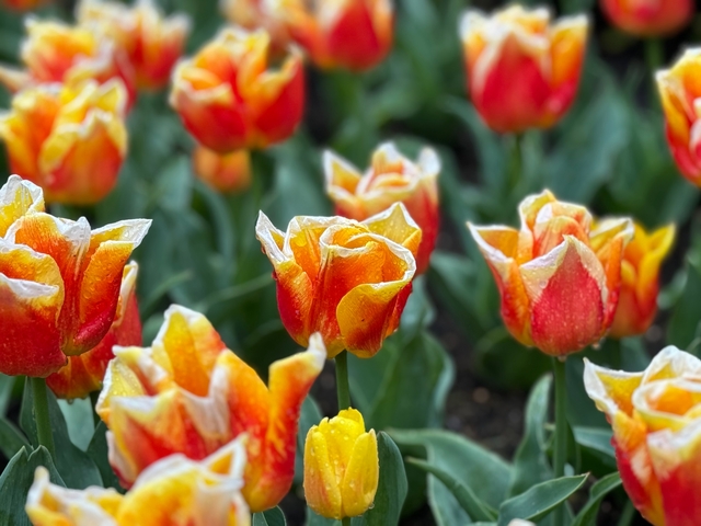 Close-up of colorful tulips in a garden.