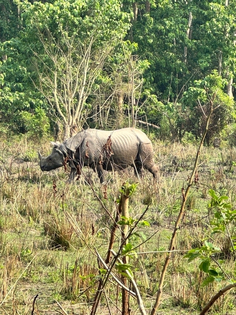 A rhinoceros walking through a grassy field.