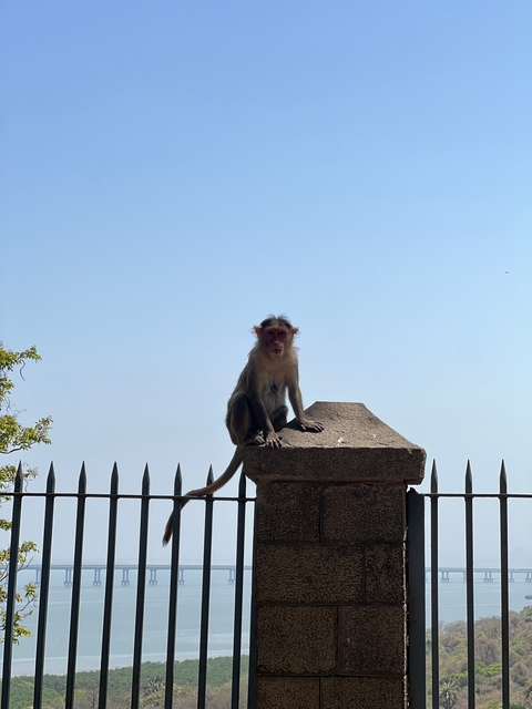 Monkey sitting on a ledge with metal fence spikes.