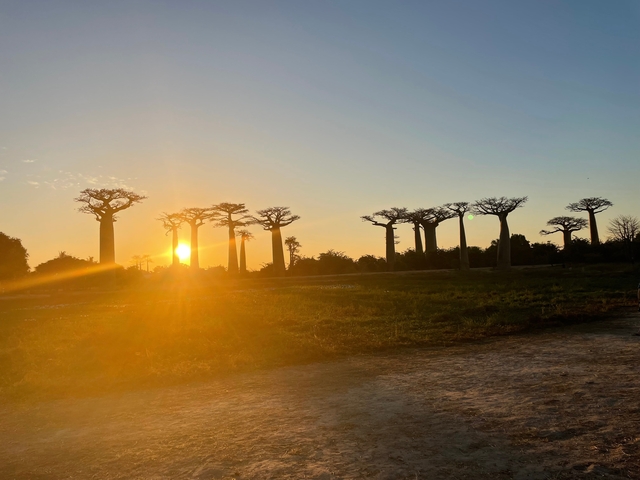 Sunset over a group of baobab trees creating a silhouette.