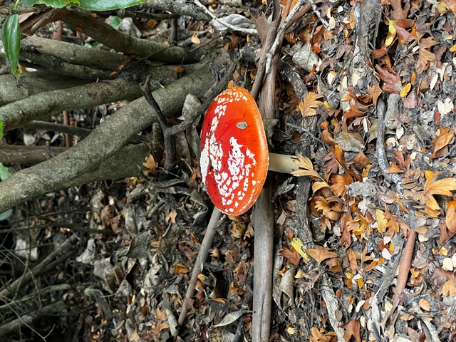       A vibrant red mushroom growing amongst leaves and branches.
  