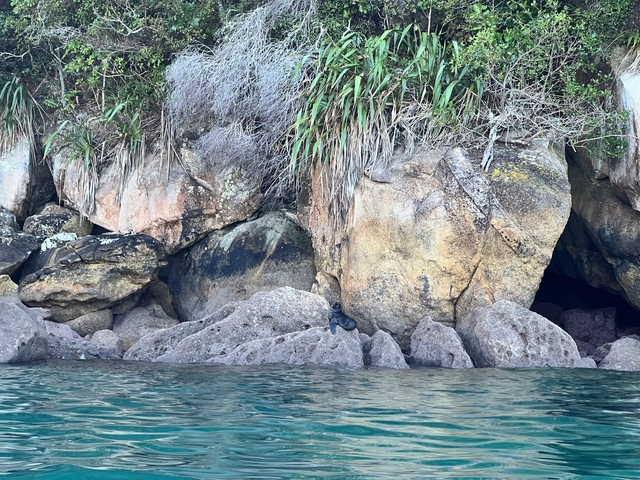       Seals resting among rocks near the water's edge.
  