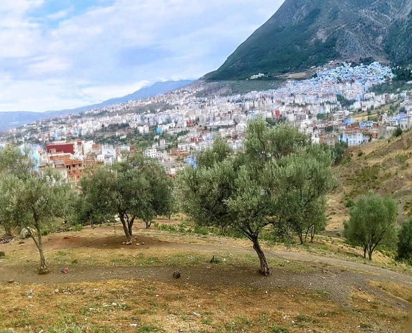 Hillside view of a cityscape with olive trees.
