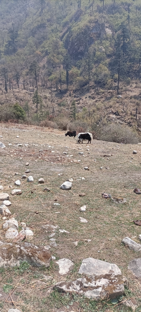 A field with a few yaks grazing among rocks and dry grass.
