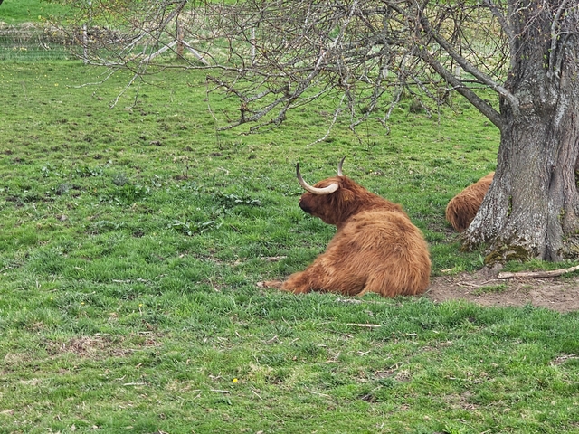       Highland cattle resting under a tree on a green pasture.
  