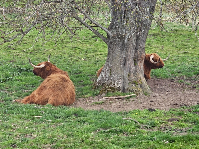 Highland cattle resting under a tree in a green area.