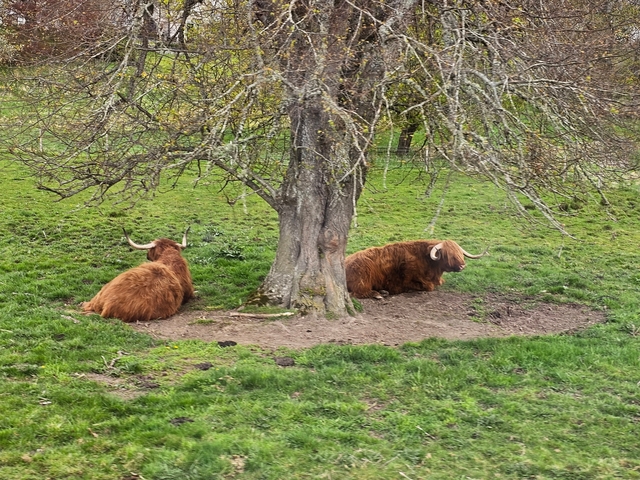 Highland cattle next to a tree in a grassy meadow.