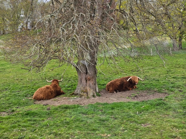 Two highland cattle resting under a tree.