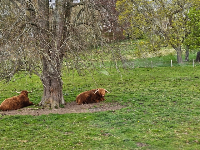       Highland cattle resting beneath a tree in a field.
  