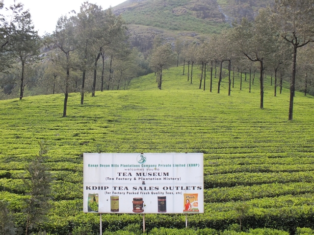 Sign for a tea museum in the middle of a tea plantation.