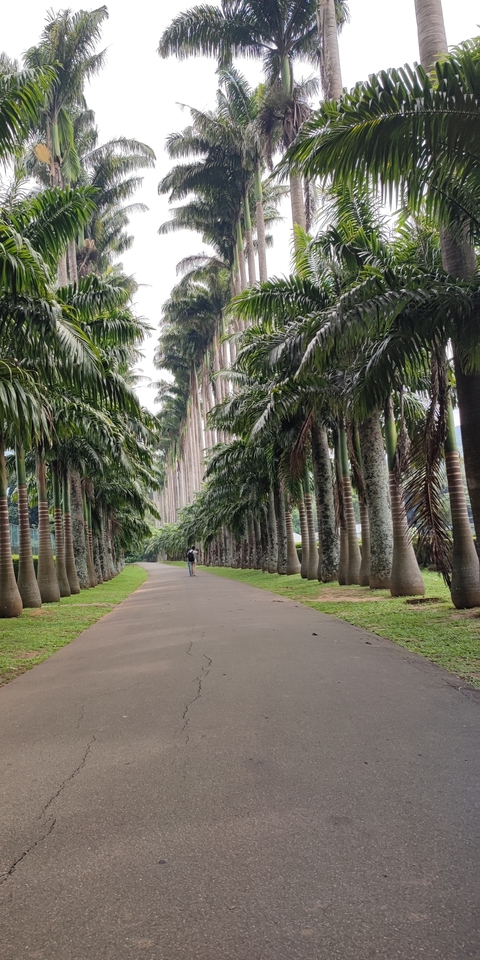 Person walking down a path lined with tall palm trees.