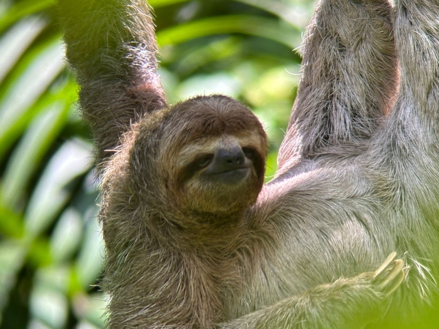 A close-up of a sloth hanging from a tree branch in a forest.