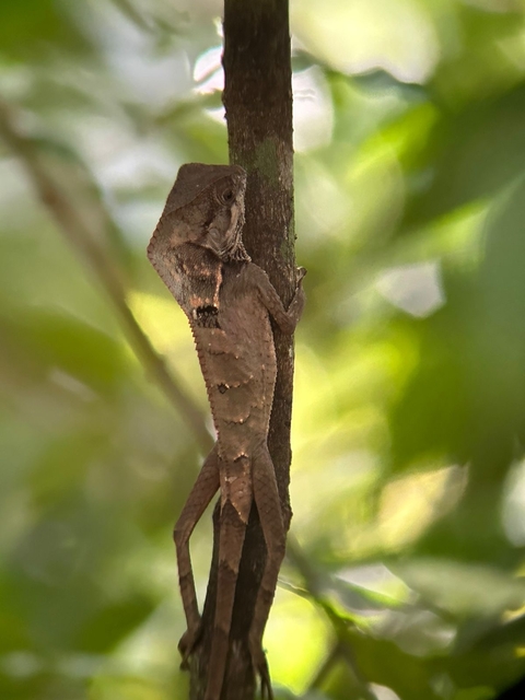 A lizard camouflaged on a tree branch in a forest setting.